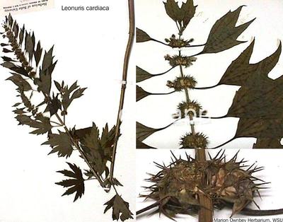 motherwort