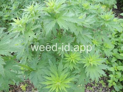 motherwort