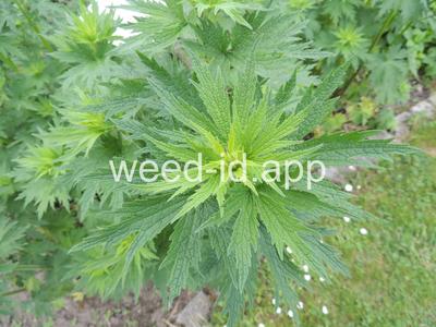 motherwort