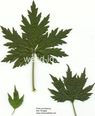 motherwort