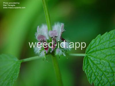 motherwort