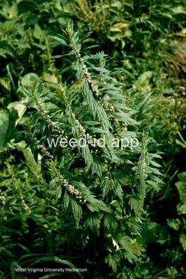 motherwort