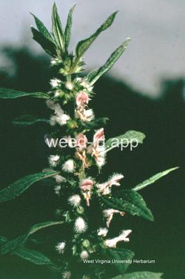 motherwort