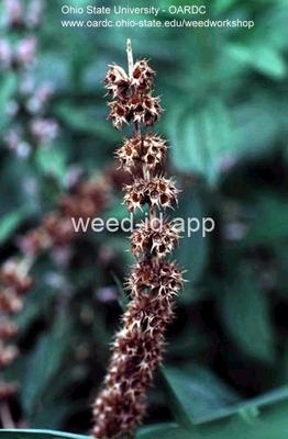 motherwort