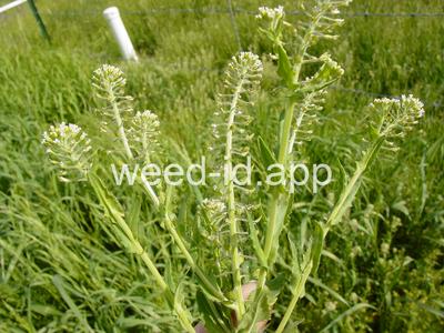 pepperweed, field