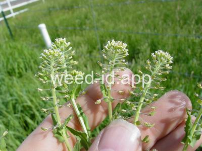 pepperweed, field