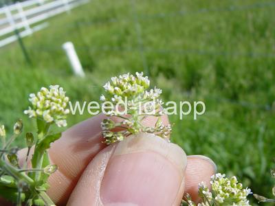 pepperweed, field