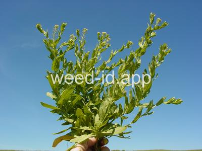pepperweed, field