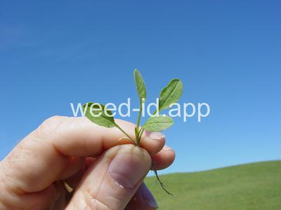 pepperweed, field