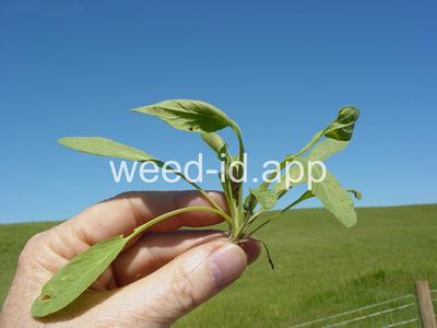 pepperweed, field