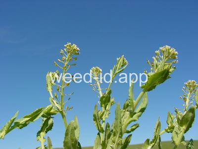 pepperweed, field