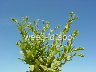 pepperweed, field
