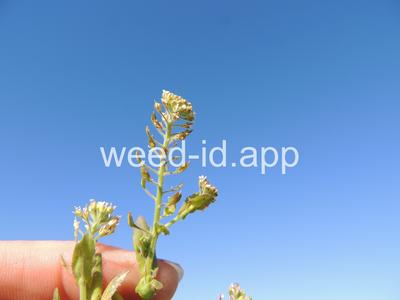 pepperweed, field