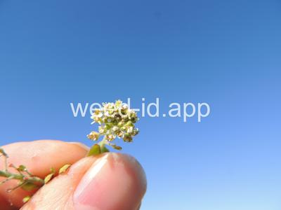 pepperweed, field