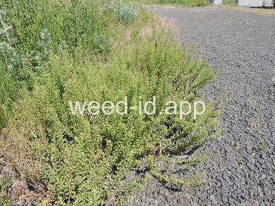 pepperweed, field