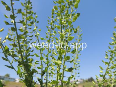pepperweed, field