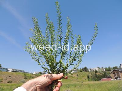 pepperweed, field