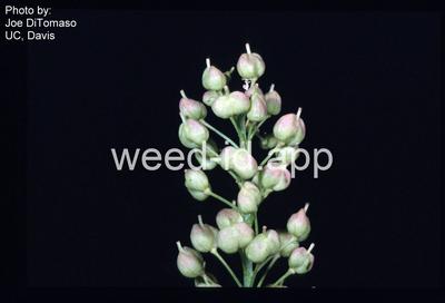 whitetop, lens-podded