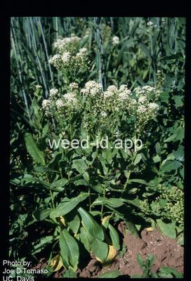 whitetop, lens-podded