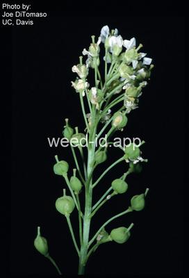 whitetop, lens-podded