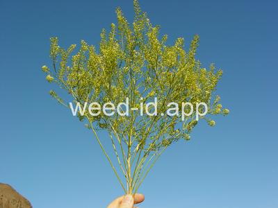 pepperweed, greenflower