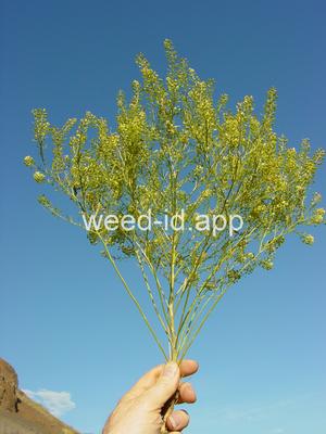 pepperweed, greenflower