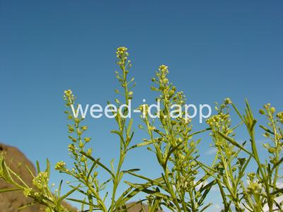 pepperweed, greenflower