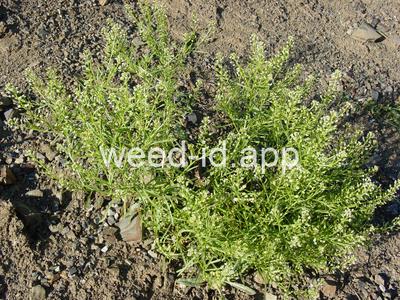pepperweed, greenflower