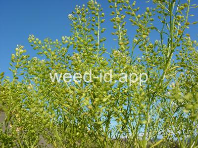 pepperweed, greenflower