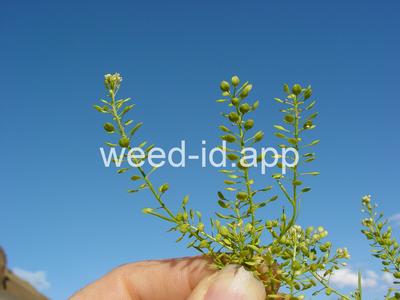 pepperweed, greenflower