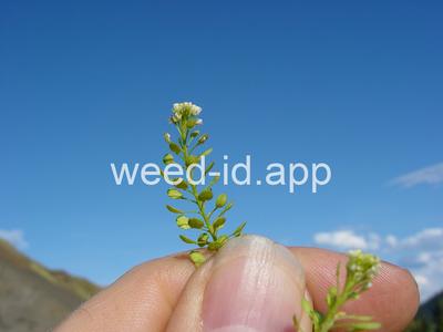 pepperweed, greenflower