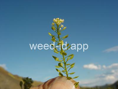 pepperweed, greenflower