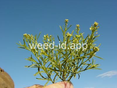pepperweed, greenflower