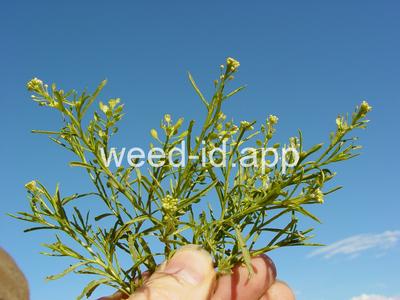 pepperweed, greenflower