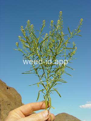 pepperweed, greenflower