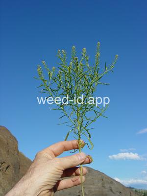 pepperweed, greenflower