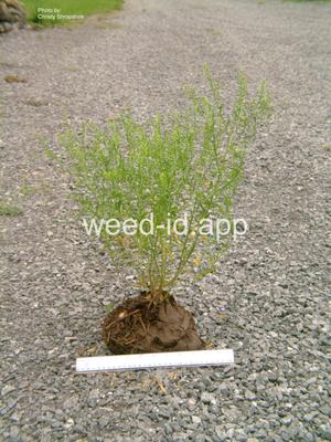 pepperweed, greenflower