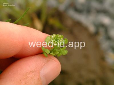 pepperweed, greenflower