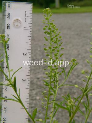 pepperweed, greenflower
