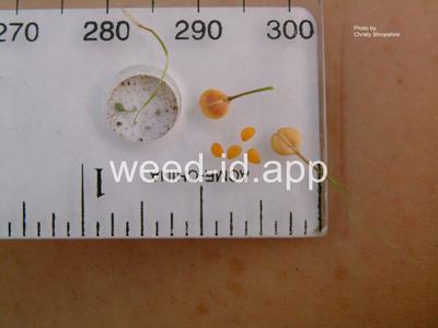 pepperweed, greenflower