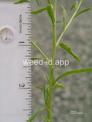 pepperweed, greenflower