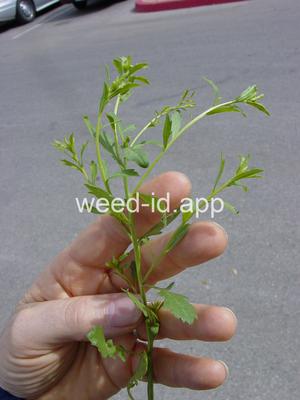 pepperweed, sand