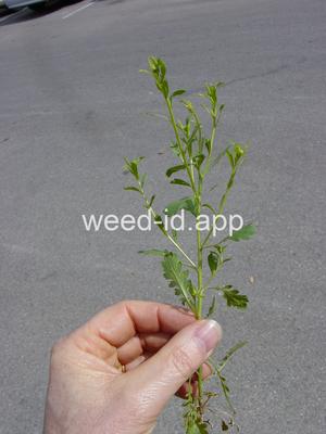 pepperweed, sand