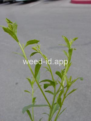 pepperweed, sand