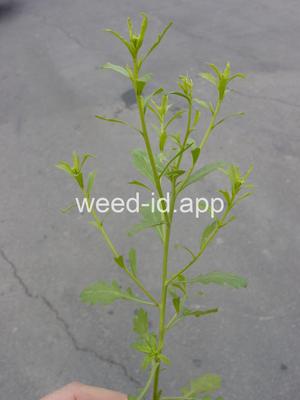 pepperweed, sand