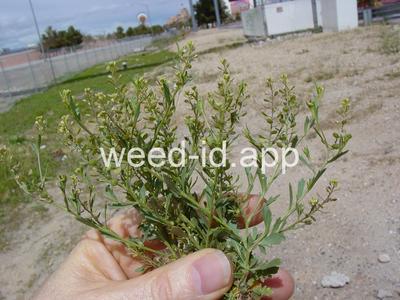 pepperweed, sand