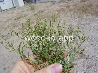 pepperweed, sand