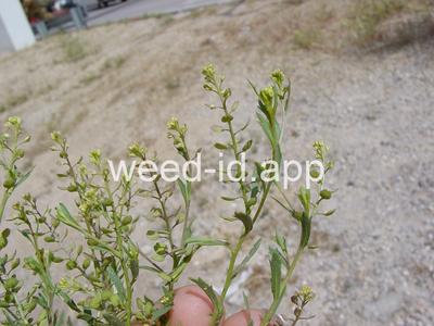 pepperweed, sand