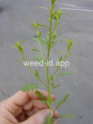 pepperweed, sand