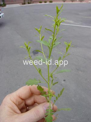 pepperweed, sand